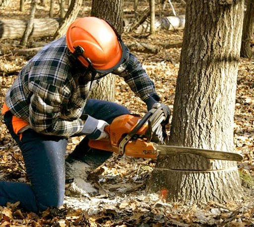 Tree Removal in Bishop, GA